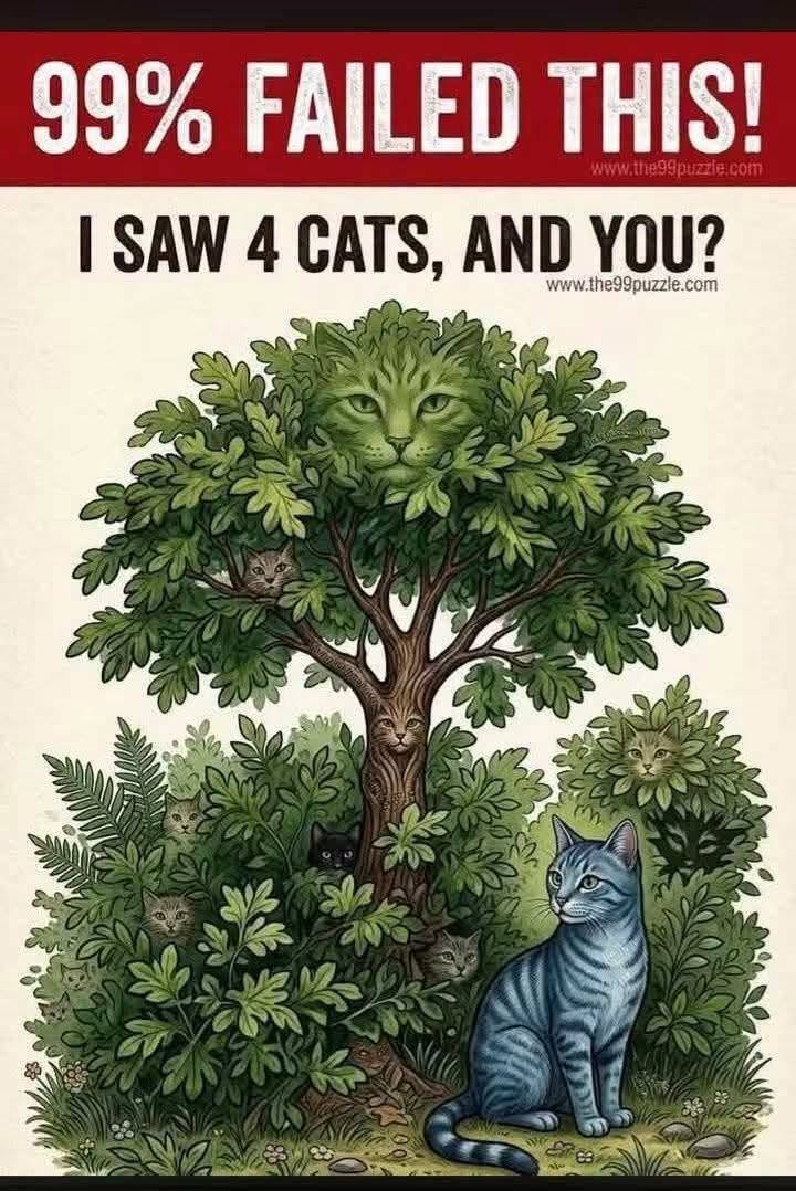 Can You Find All the Hidden Cats in This Picture? 800010362_2996627284008641_657376358449540504_n