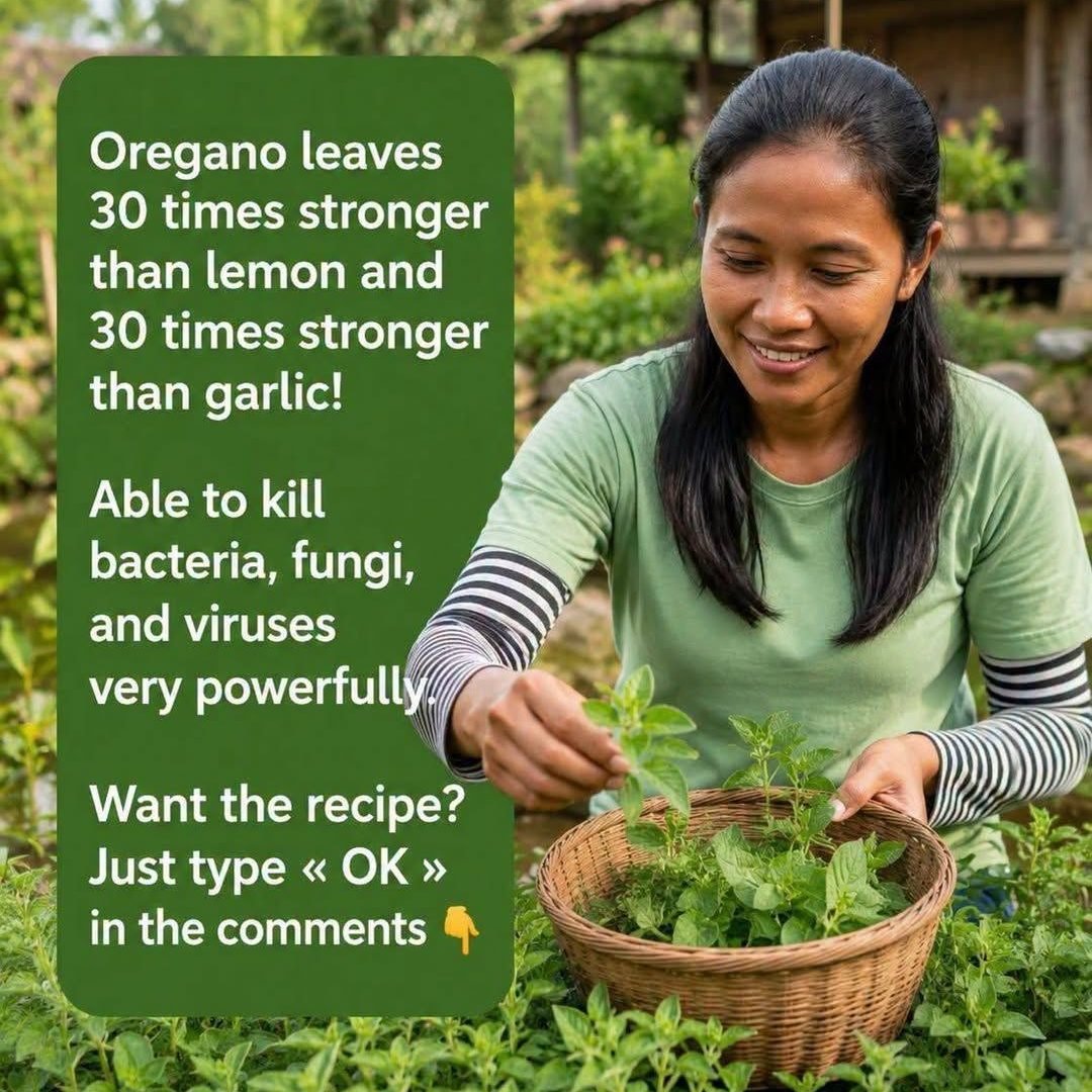 Oregano: A Powerful Herb With Remarkable Natural Properties 819131402_1636838341332234_4233904272669643478_n