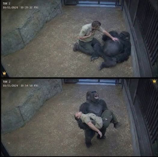 The Remarkable Bond Between a Gorilla and His Caretaker wordpress_ready_image_6