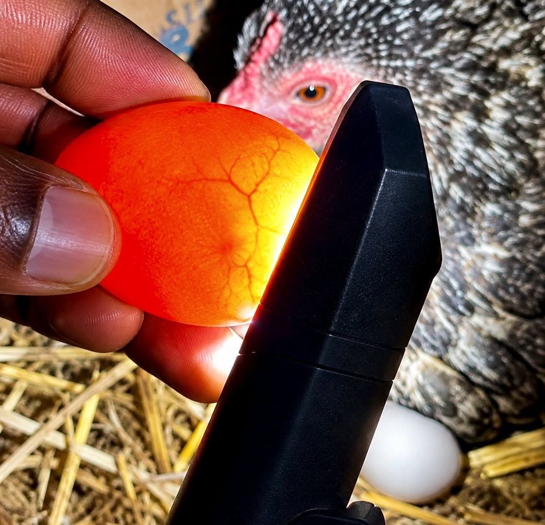 The Secret Inside This Glowing Egg: Candling Explained 829783618_1717801333077633_1679640479413992925_n