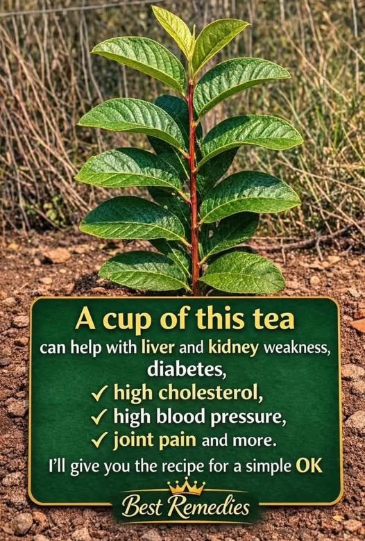The Power of Guava Leaves: A Natural Tea for Wellness 832925959_1111975111232745_7205325745077635666_n