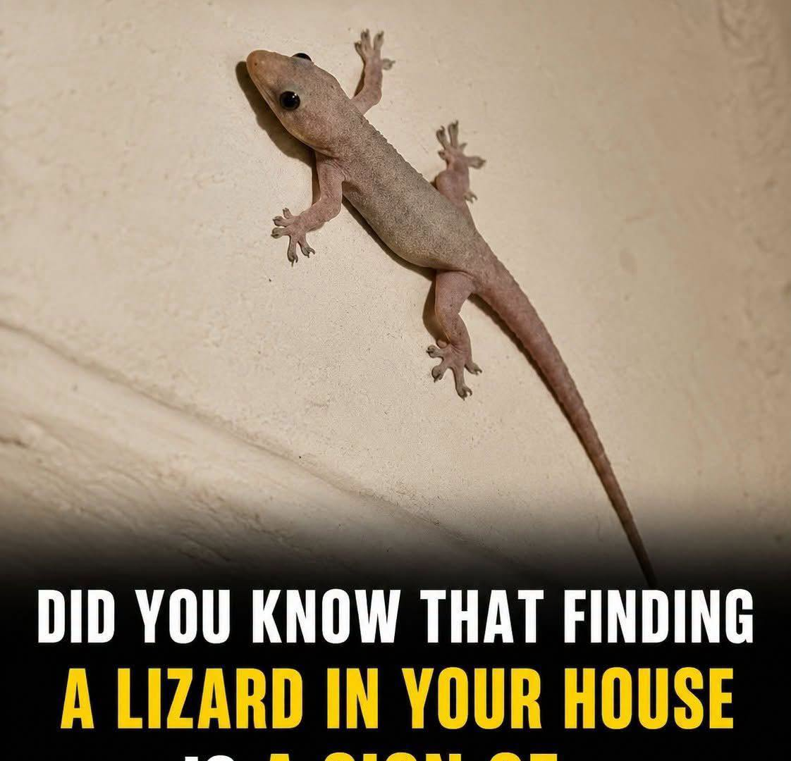 The Surprising Truth About House Lizards That Most People Don't Know image