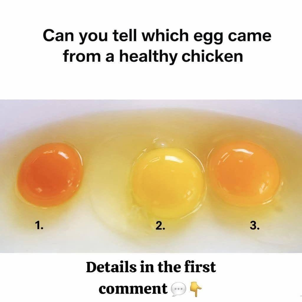 Can You Tell Which Egg Came From a Healthy Chicken? image