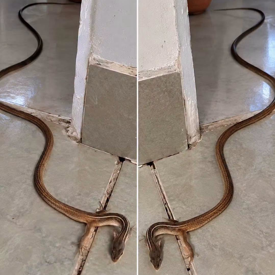 The Legless Lizard: What It Means When You Find One in Your Home image