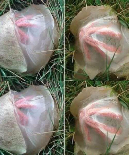 Title: What Is This Strange Object in the Yard? Understanding the "Devil's Fingers" Fungus image