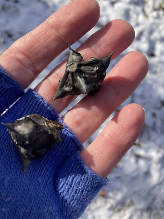 The Spiky Black Pods in Your Hand: What Are They and How Do You Eat Them? image