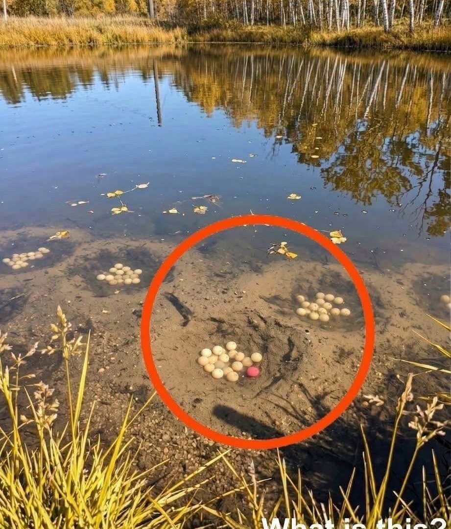 The Strange Cluster of Eggs Found on the Riverbank: What Are They? image