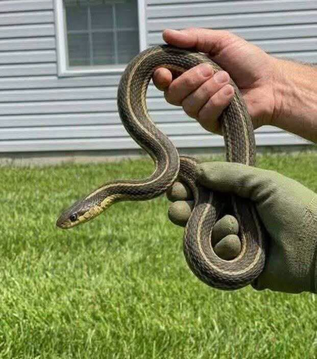 What It Means When You Find a Garter Snake in Your Home image