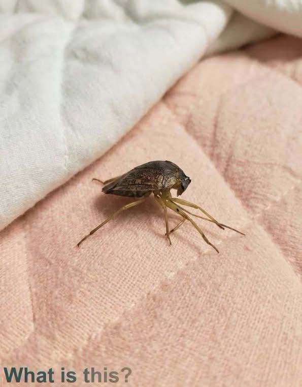 The Large Insect on the Bed: What Is This Bug? image