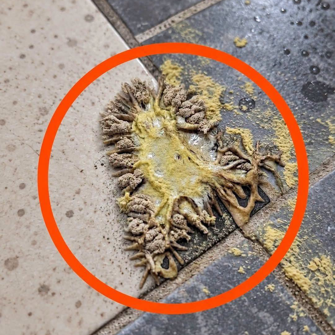 Understanding Slime Mold: What It Is and How to Remove It image