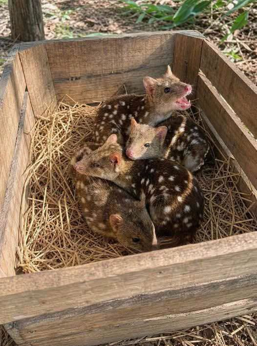What Are These Spotted Creatures Found in a Nest? image