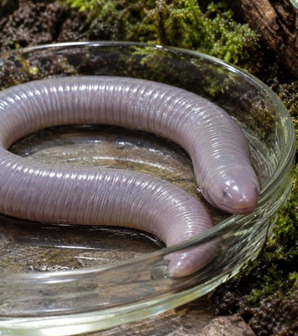 What Strange Creature Is This? A Closer Look at the Ringed Caecilian image