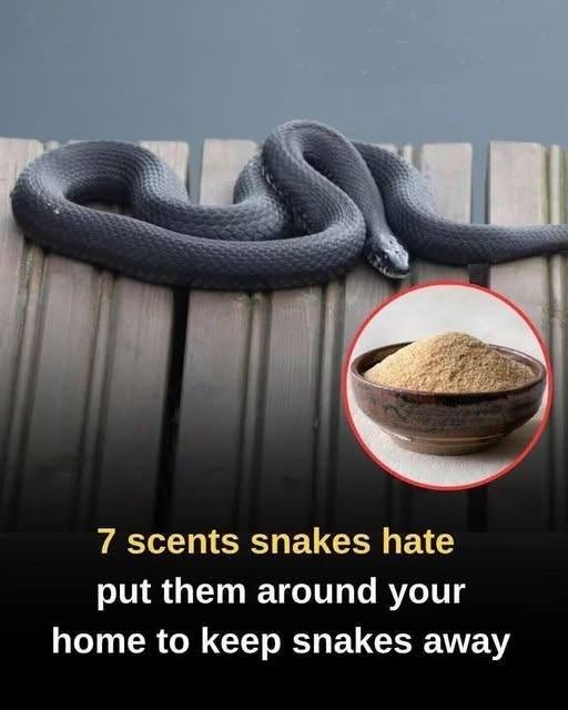 Natural Scents That May Help Keep Snakes Away image