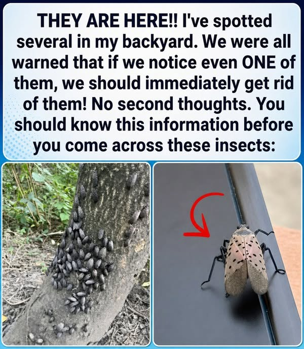 Invasive Spotted Lanternfly: What Homeowners Need to Know image