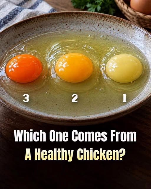 Which Egg Is From the Healthiest Chicken? Choose 1, 2, Or 3 Before Seeing The Answer! image