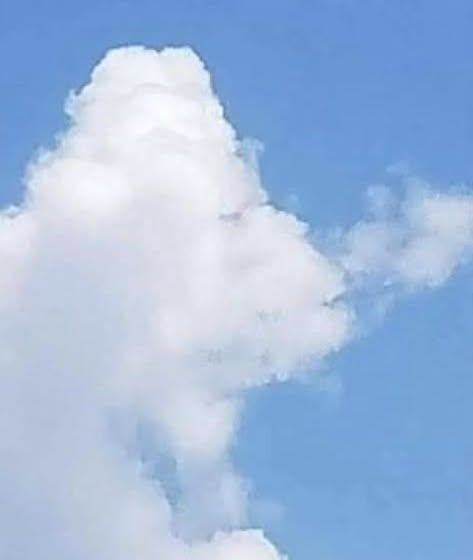 Fish or Plane? What Your Answer Might Say About Your Brain image