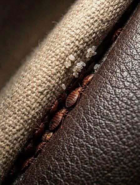 What Are These Tiny Insects Found in a Sofa Crack? image