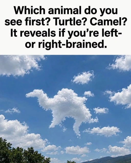 wordpress_ready_turtle_camel